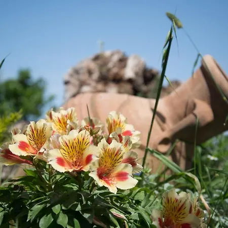 Karyoupolis Lounge Cave House